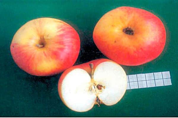 æble skive