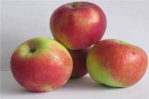 Beschrijving van de Uspenskoe-appelboom en kenmerken, voor- en nadelen
