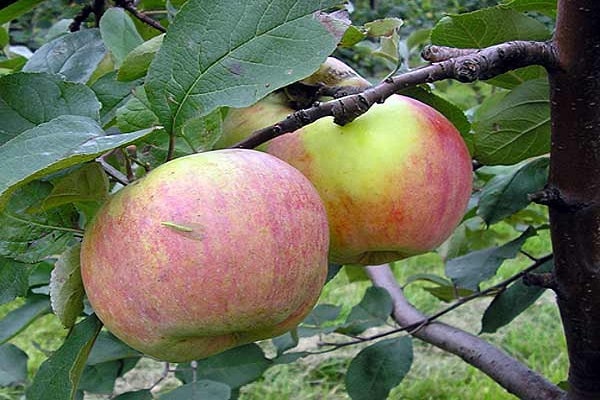 فارس شجرة التفاح