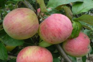 Ābolu šķirnes Vityaz apraksts un augļu garšas īpašības, raža