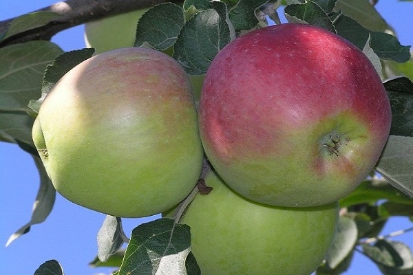 أشجار التفاح مفيدة