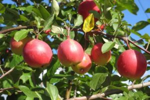 Obuolių veislės „Vympel“ aprašymas, jos pranašumai ir trūkumai