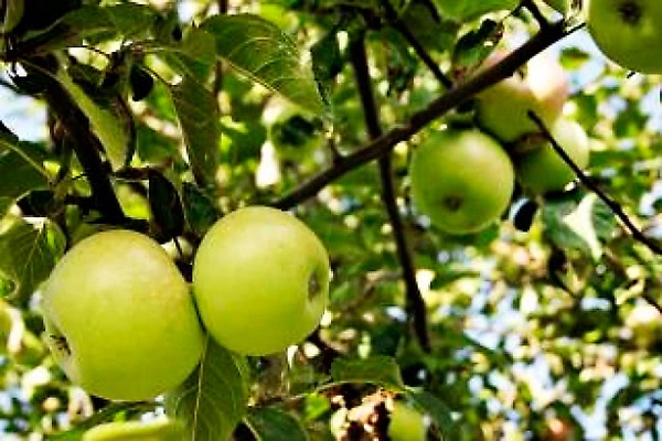 odrůdy jablek