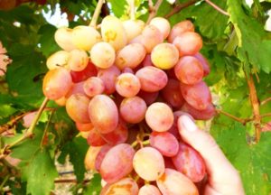 Džūlijas vīnogu šķirnes un ražas īpašību, audzēšanas pazīmju apraksts