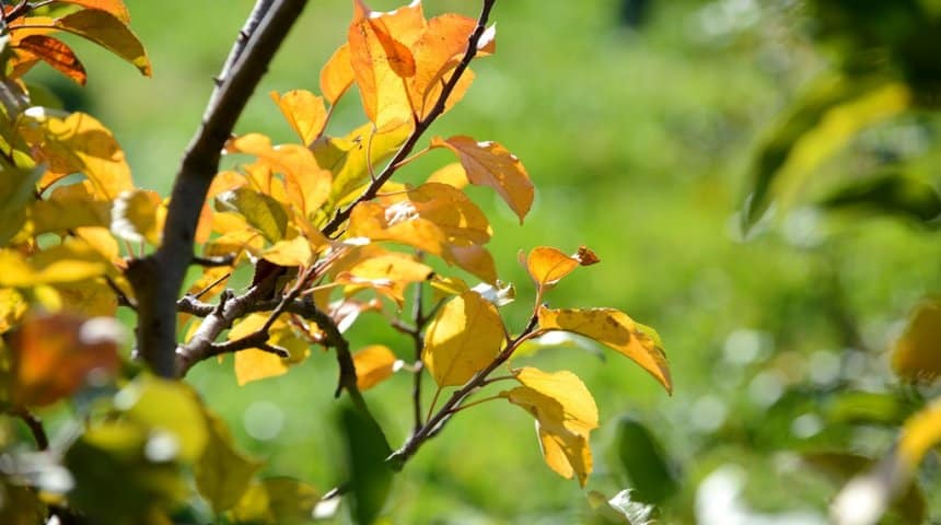 varför blir äppelträdets blad gula