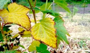Why do grape leaves turn yellow and dry, what to do and how to process