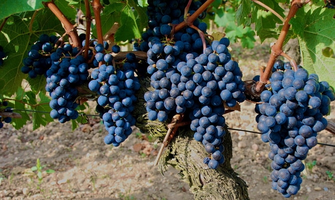 Zinfandel grape variety
