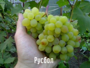 Vynuogių veislės „Rusbol“ aprašymas ir savybės, veislės, dauginimosi ir priežiūros būdai
