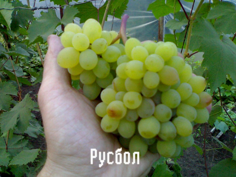 Rusbol szőlő