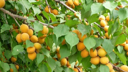 Chabarovsko abrikosas