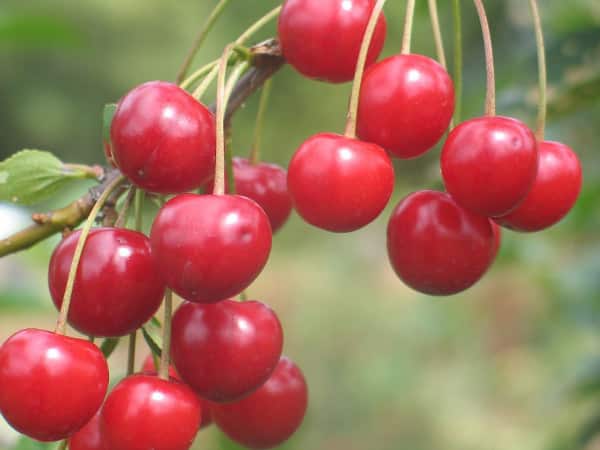 Cherry Memory di Yenikeev
