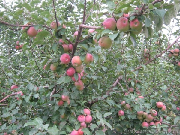 ābolu koku spartaki