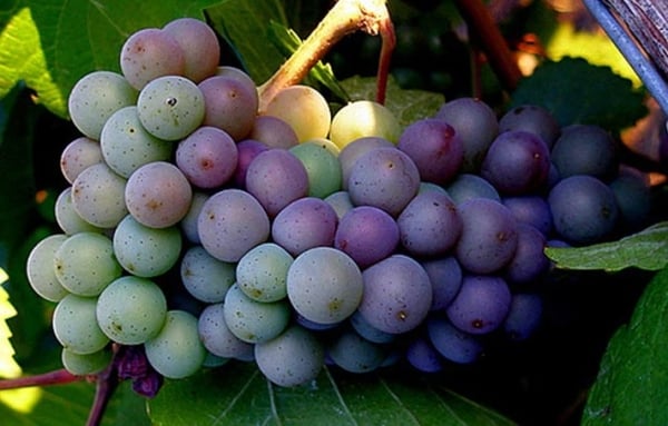 grozd grožđa