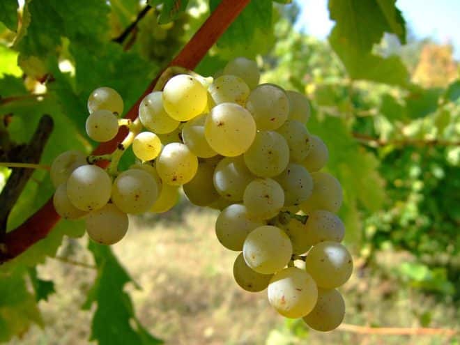 sauvignon grožđe