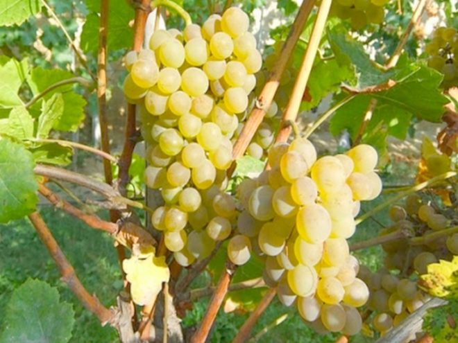 winogrono cytrynowe