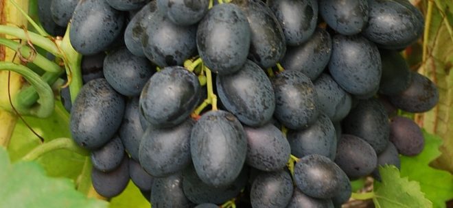 furor de uvas