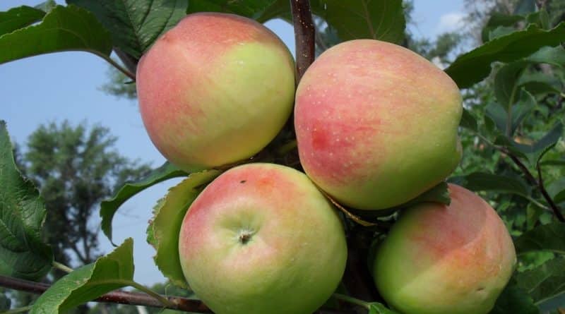 elma ağacı halı