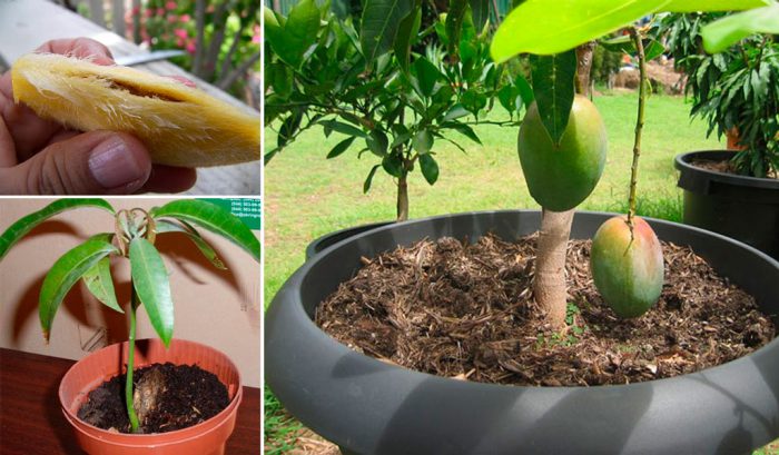 wachsende Mango