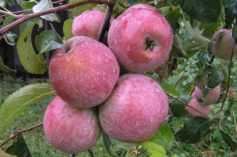 apple welsey