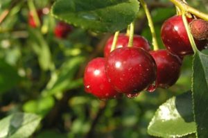 A cseresznyefajták leírása és jellemzői Malinovka, a legjobb termesztési régiók