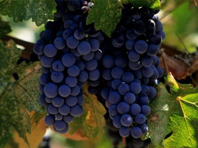Sangiovese grožđe