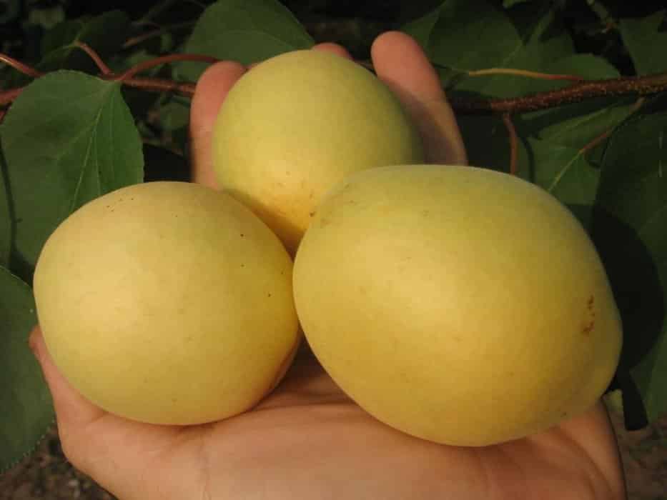 Aprikosensorte Zitrone
