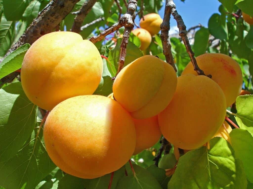 Khabarovsk abrikoos