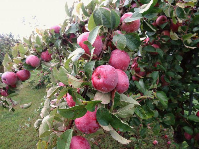سبارتاكوس شجرة التفاح