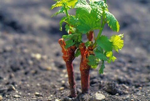 ültetés szőlő