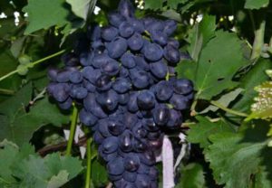 Description and characteristics of the grape variety Fun, history and subtleties of cultivation