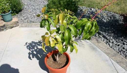 büyüyen mango
