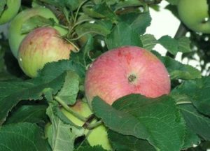 Descripció i característiques de la varietat de poma Spartak, característiques de sembra i cultiu