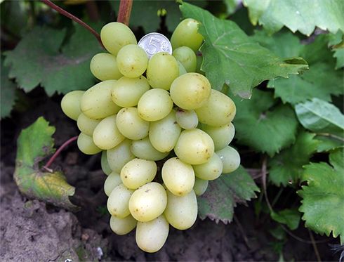 grapes gift to Zaporizhia