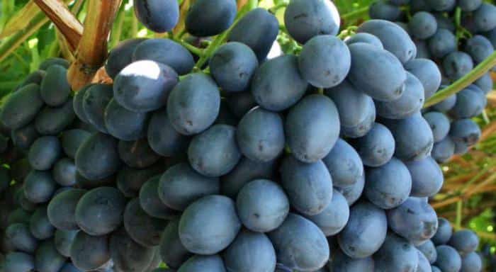 szőlő athos