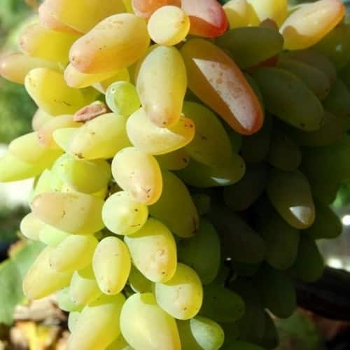 Description of the variety and characteristics of the grapes Original, cultivation and yield