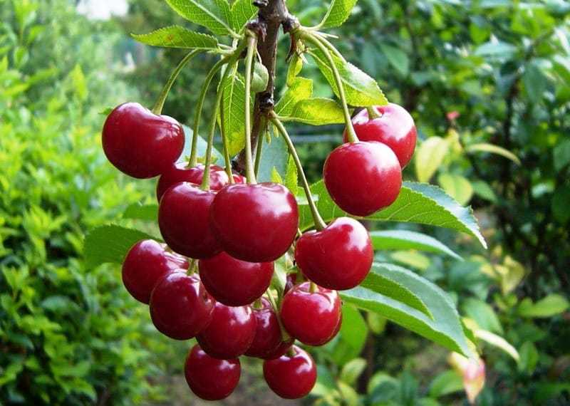 cherry podbelskaya