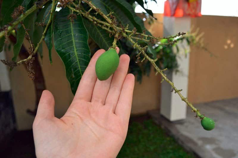 growing mango