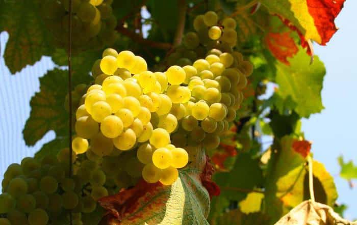 Solaris grapes