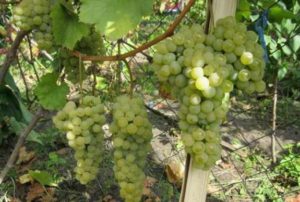 Opis odrody a charakteristiky odrody viniča Citronny Magaracha, pestovanie