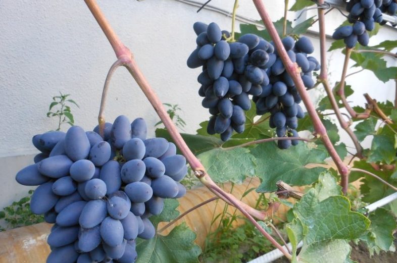 vynuogių Athos