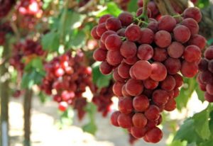 Gourmet vīnogu selekcijas, audzēšanas un kopšanas apraksts un vēsture