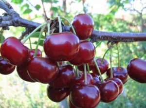 Description of the scarlet cherry variety, yield characteristics and cultivation features