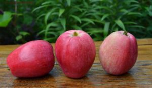Principales caractéristiques et description de la variété et des sous-espèces de pomme rayée d'été et leur répartition dans les régions