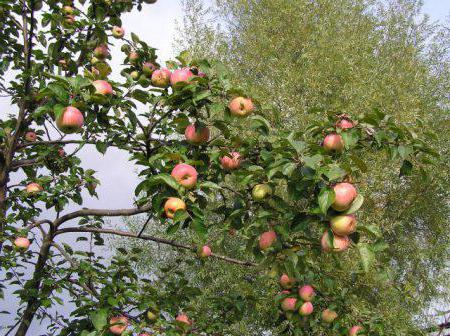 עץ תפוח קיץ פסים
