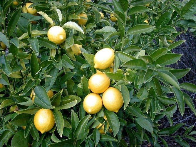 lemon pruning
