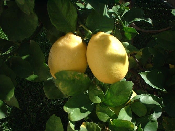 lemon tree