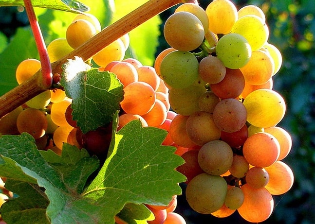 pinot grigio grapes