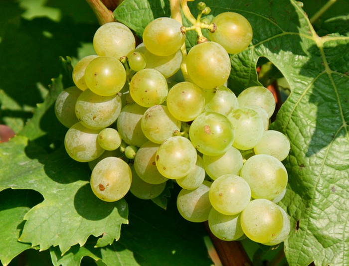 Rizling szőlő