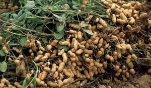 Planting, growing and caring for peanuts in the garden and in a pot at home