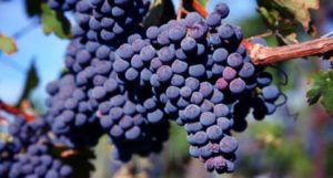 Beschrijving en kenmerken van de Carmenere-druivensoort, geschiedenis, teelt en verzorging